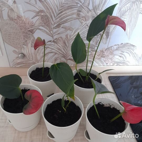 Женское счастье и Мужское счастье