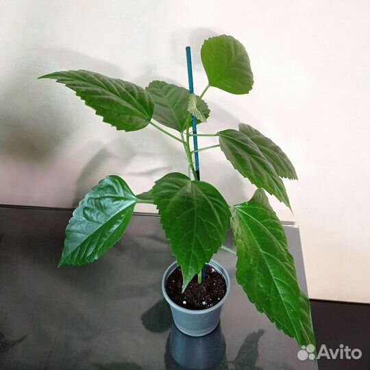 Комнатный гибискус красный