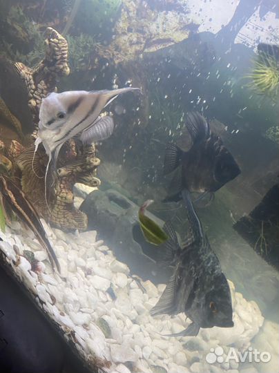 Грот для аквариума и рыбки скалярия