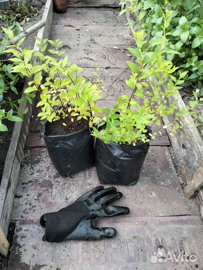 Лещина красн./Сирень/спирея и др