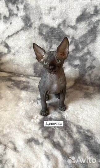 Канадский сфинкс котята