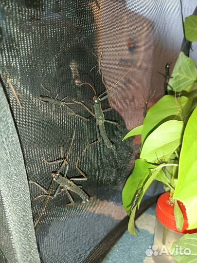 Перуанские палочники (Peruphasma schultei)