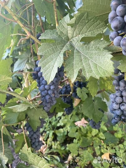 Саженцы винограда
