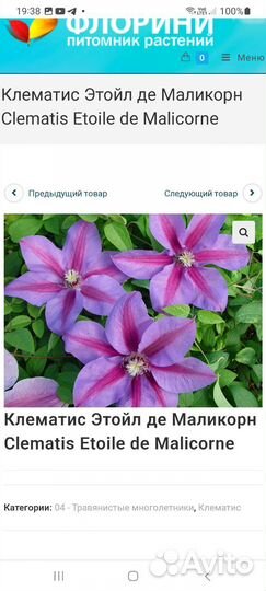 Клематисы взрослые
