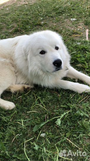 Маремма абруцкая овчарка, бесплатно