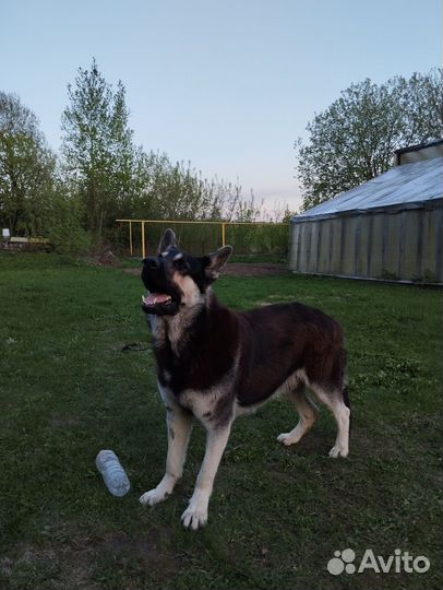 Вязка кобель Вео