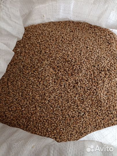 Пшеница и ячмень