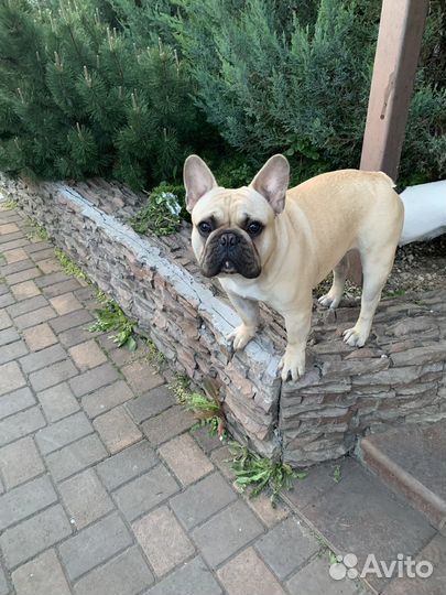 Французский бульдог кабель вязка