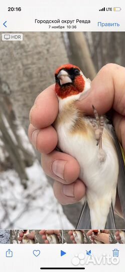 Щеглы отборные, певчие кенара и др