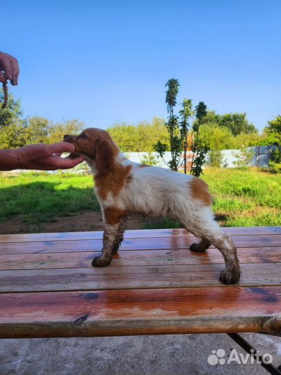 Высокопородные щенки породы Бретонский эпаньоль от