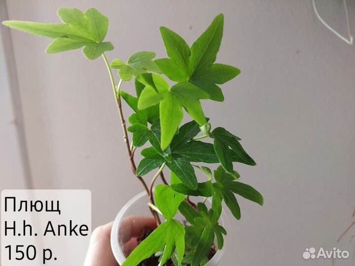 Декоративно-лиственные растения