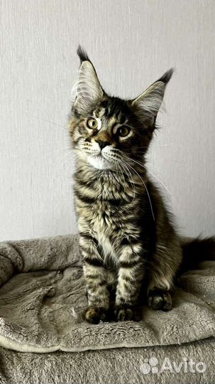 Котята мейн-кун