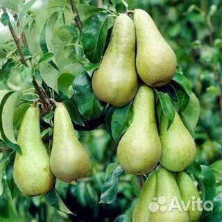 Растения груша