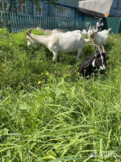 Коза,молодые петушки