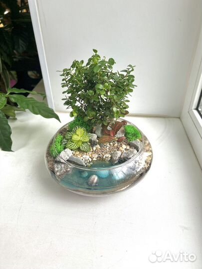 Флорариум с бонсай