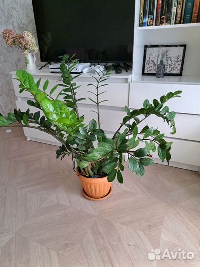 Замиокулькас