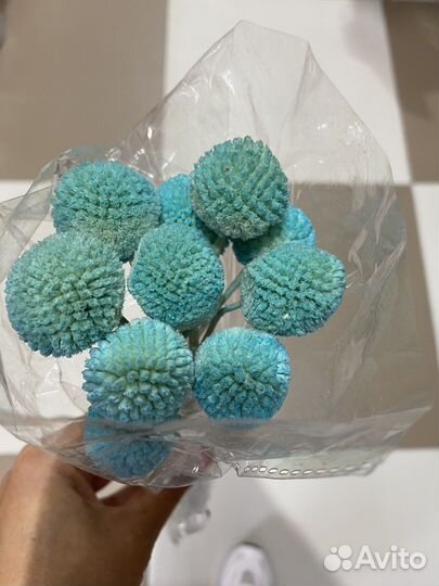 Сухоцвет краспередия