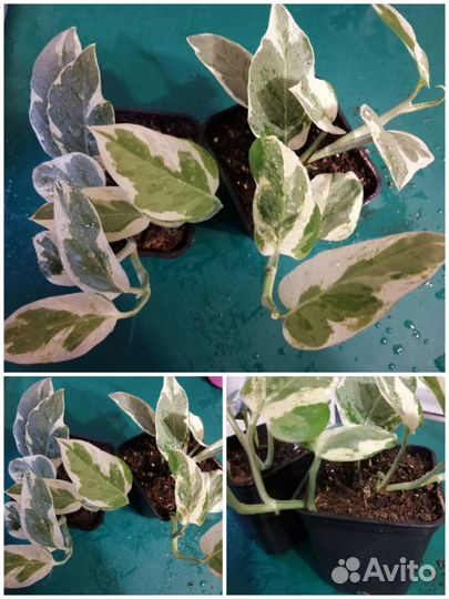 Сциндапсусы