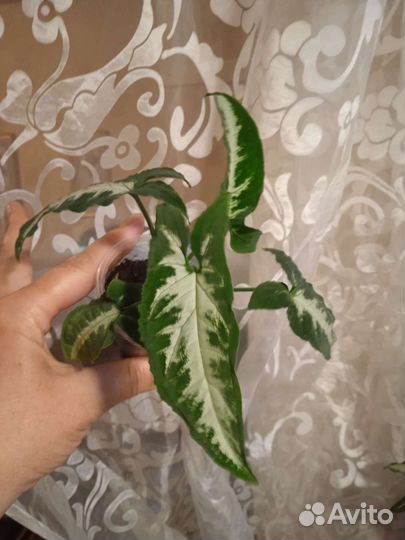 Сингониумы сортовые