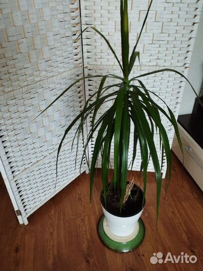 Драценп Маргинатп