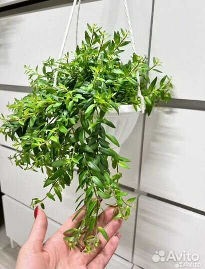 Комнатные растения цветы-эсхинантус