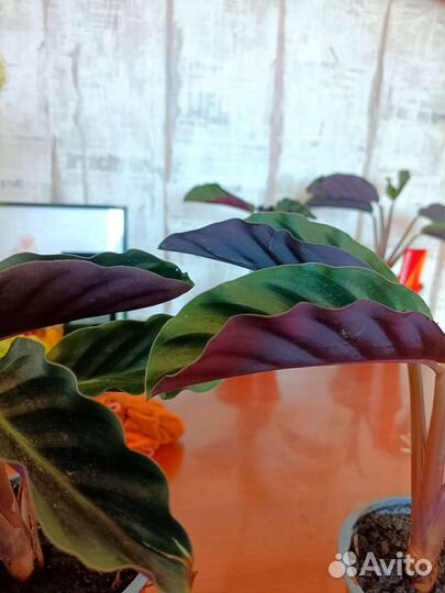 Калатея кроката