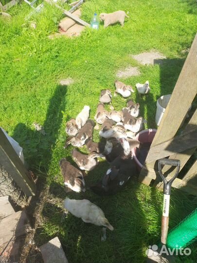 Мускусные утки