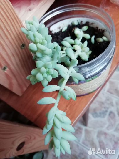 Суккуленты