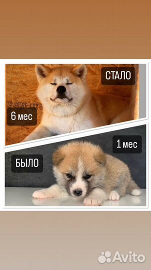 Щенки акита ину