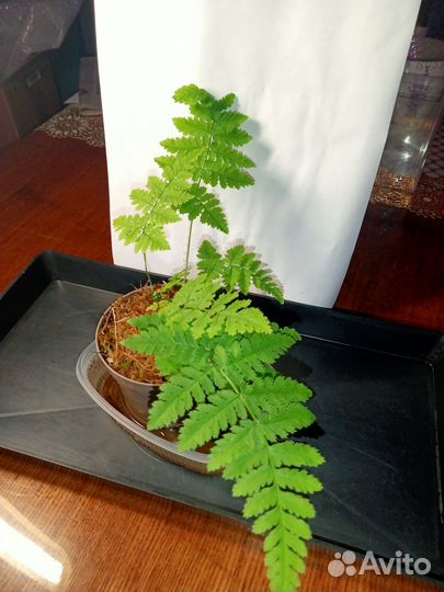 Папоротник комнатный