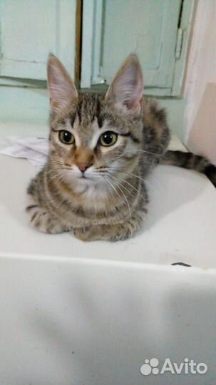 Кошечка в добрые руки