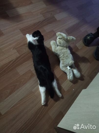 Отдам кошечку в хорошие руки