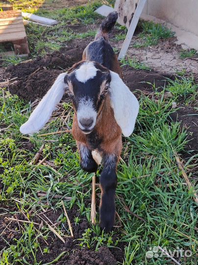 Козлята камори- нубийские