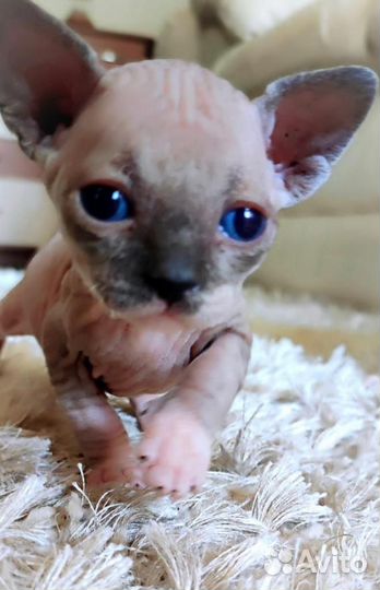 Канадский сфинкс