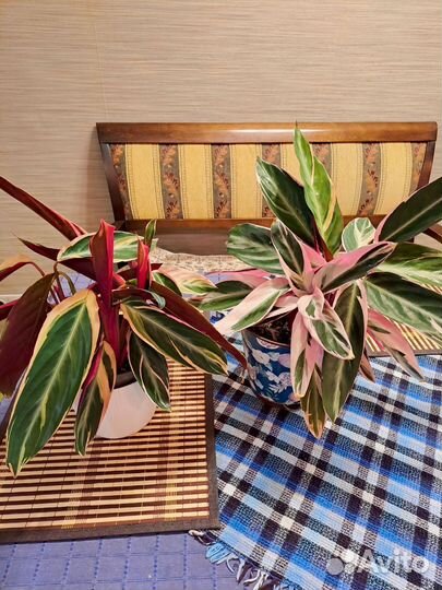 Строманта триколор