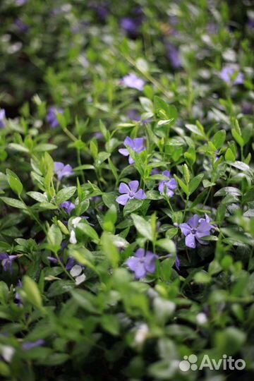 Барвинок, с доставкой