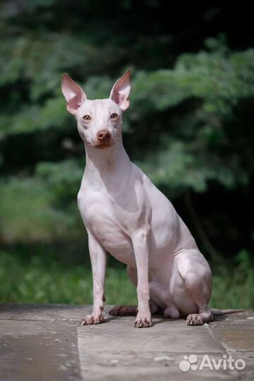 Вязка. Американский голый терьер