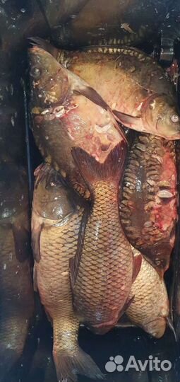 Свежая рыба