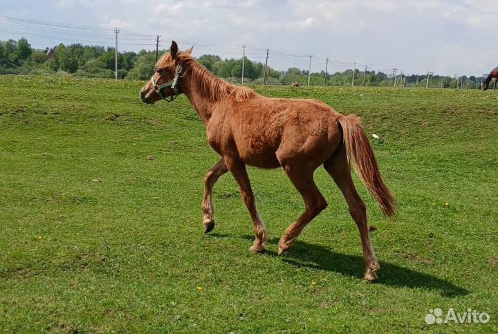 2 жеребчика