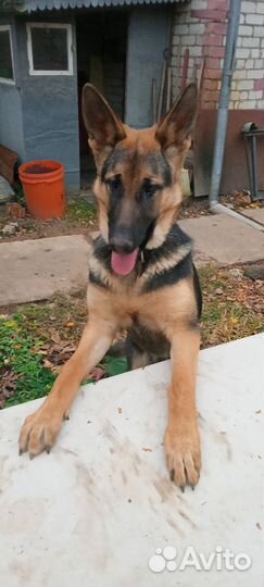 Немецкая овчарка в добрые руки
