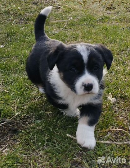 Отдам в добрые руки