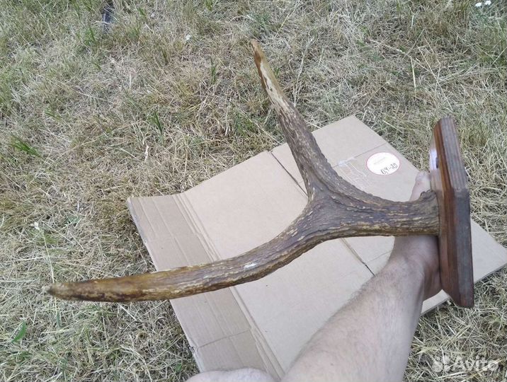 Рога Лося Оленя Вешалка