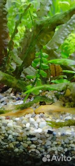 Сомики анцитрусы