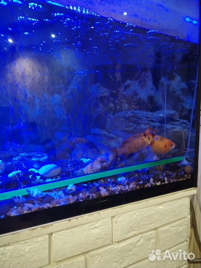 Аквариум с рыбками, с внешним фильтром