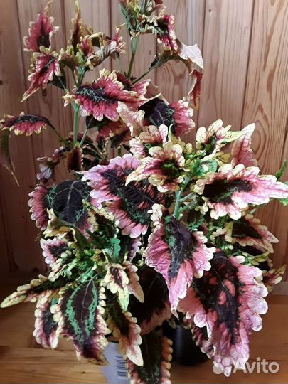 Колеусы сортовые