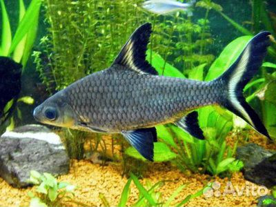 Акулий балу. Акулий бала. Аквариумная рыбка