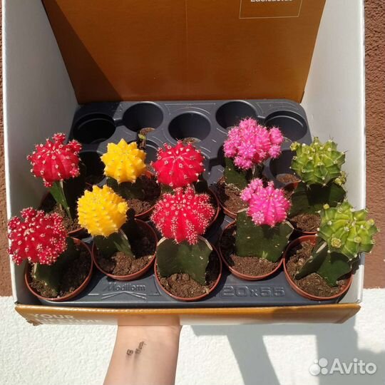 Кактусы и суккуленты