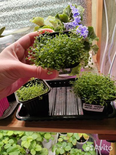 Мята корсиканская