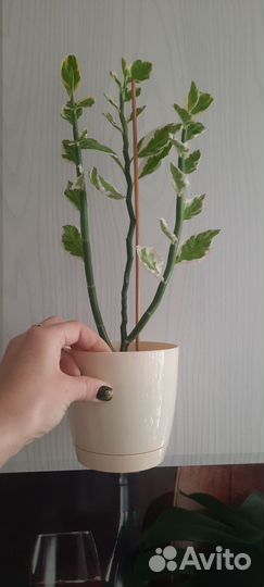 Педилантус