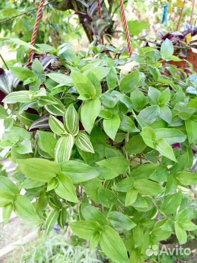 Традесканция